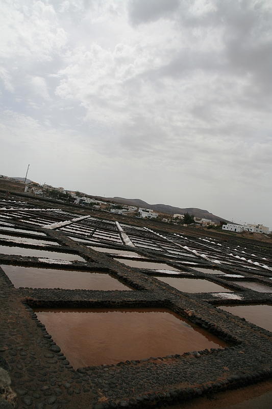 Kanary_2010 191